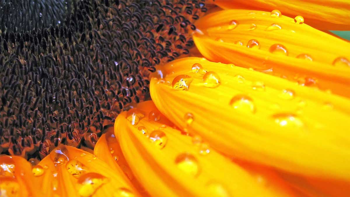 slider girasol 2